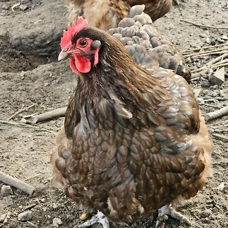 Logeerderij Tussen Koe & Kroonluchter ファームステイ