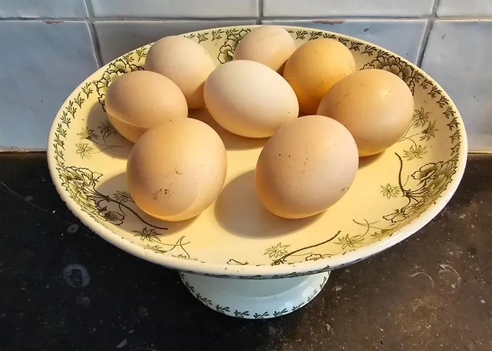 Logeerderij Tussen Koe & Kroonluchter *