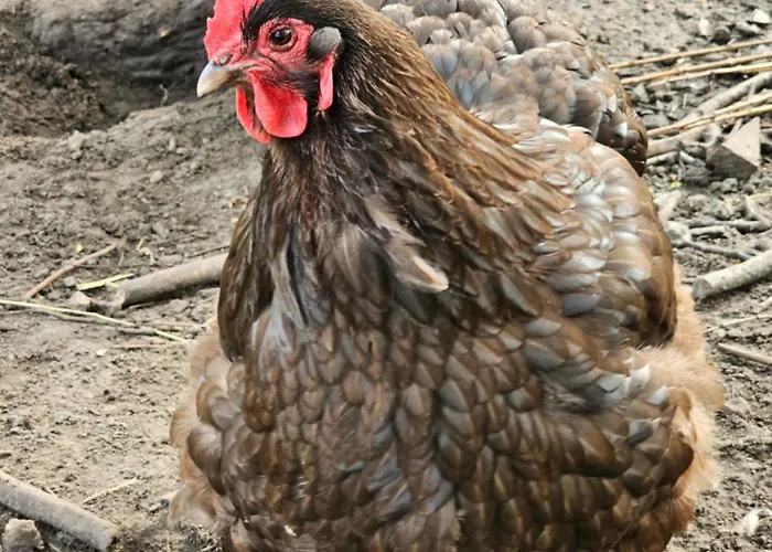 Logeerderij Tussen Koe & Kroonluchter Séjour à la ferme